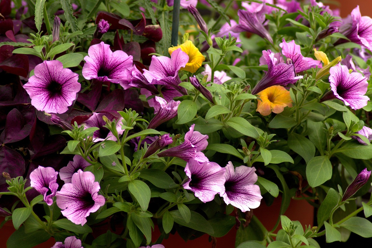 farmers-market-petunias-3511000_1280