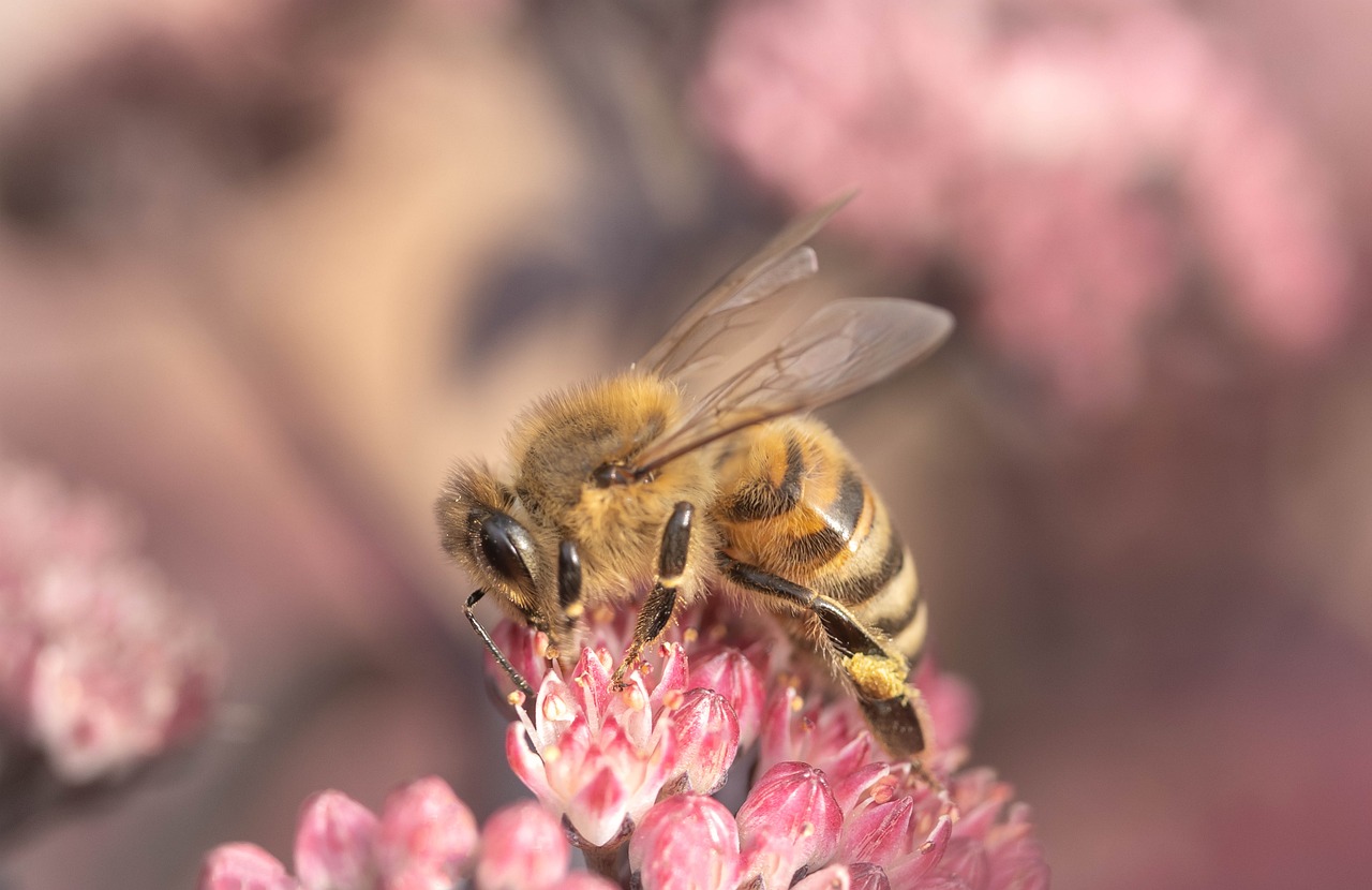 honey-bee-7404063_1280