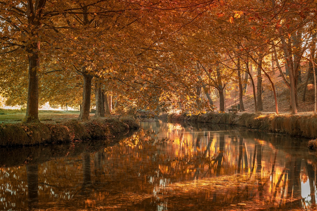 forest-6706559_1280