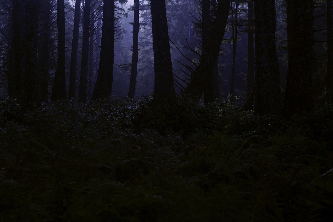 forest-4395986_1280