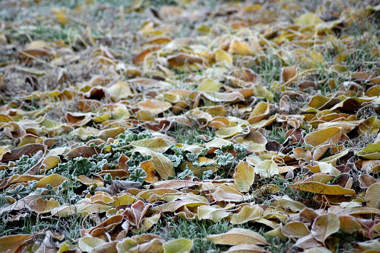 ground-frost-3826833_1280