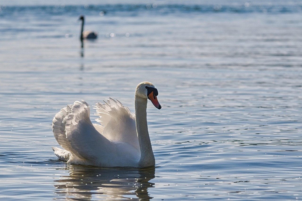 mute-swan-7185076_1280