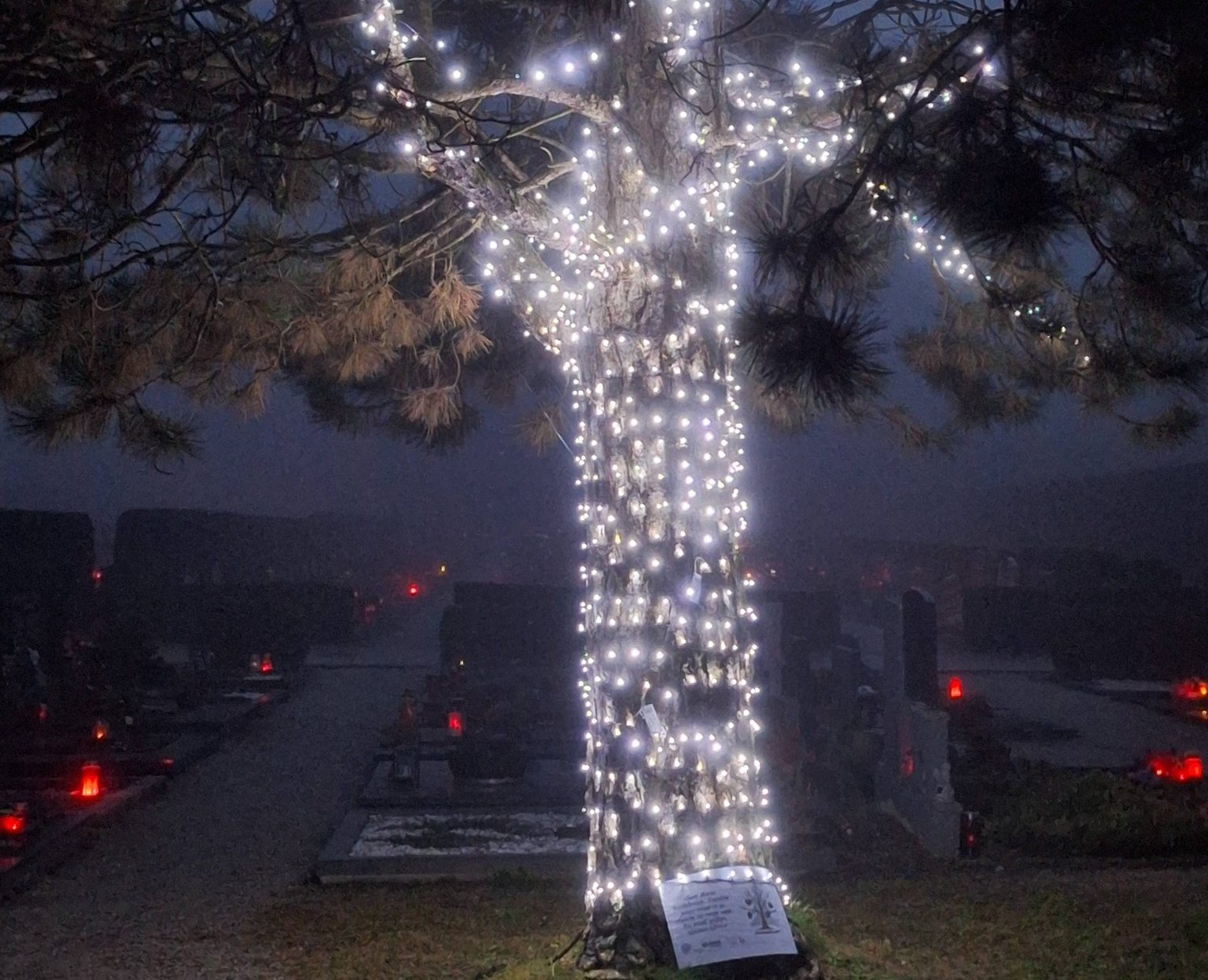Spomin na najdražje: Tudi na velenjskem pokopališču najdete Drevo hvaležnosti