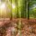 wood-2881206_1280